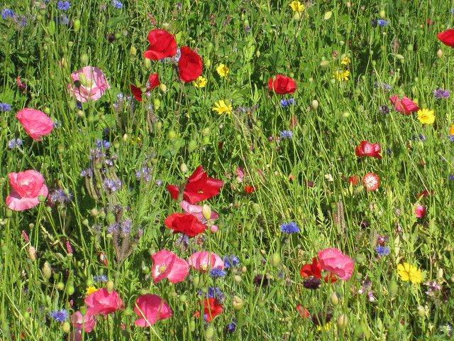 Wildflowers